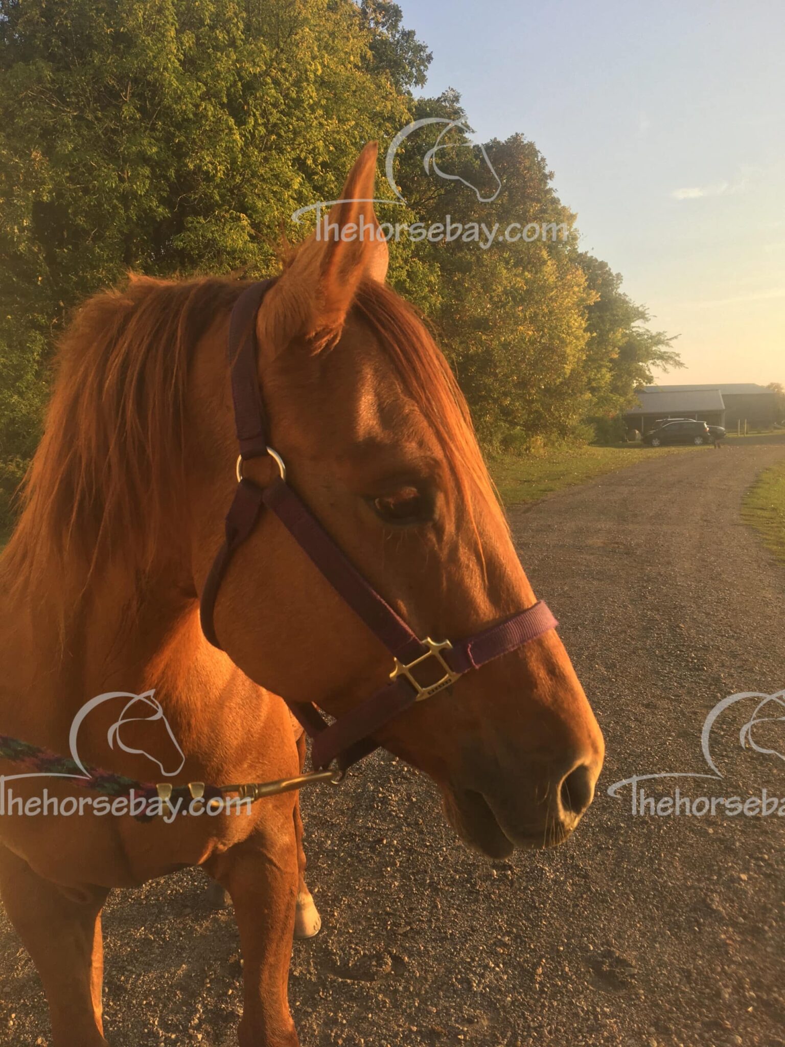 St Smarthickoryacre (Josie)