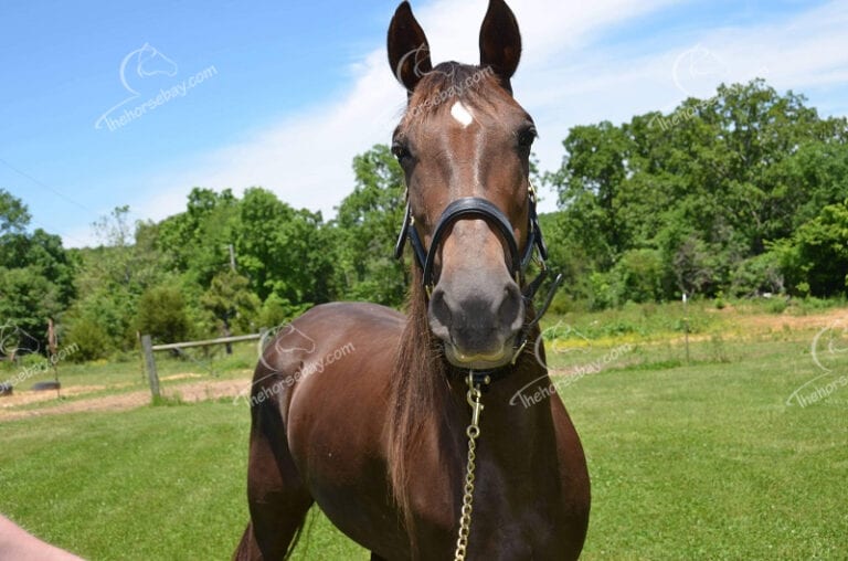 Coffee | Thehorsebay.com