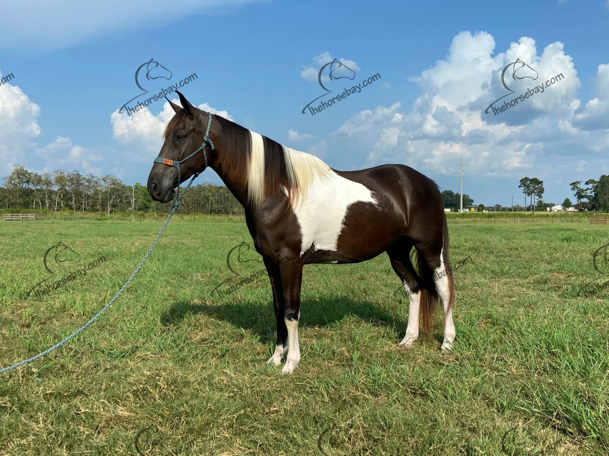 King's Sporty Roadster