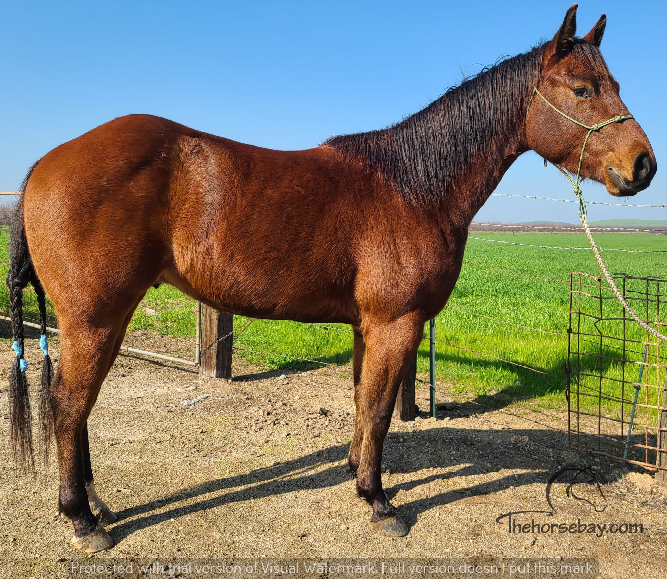 Metallics Smokin Gun aka Gunnar