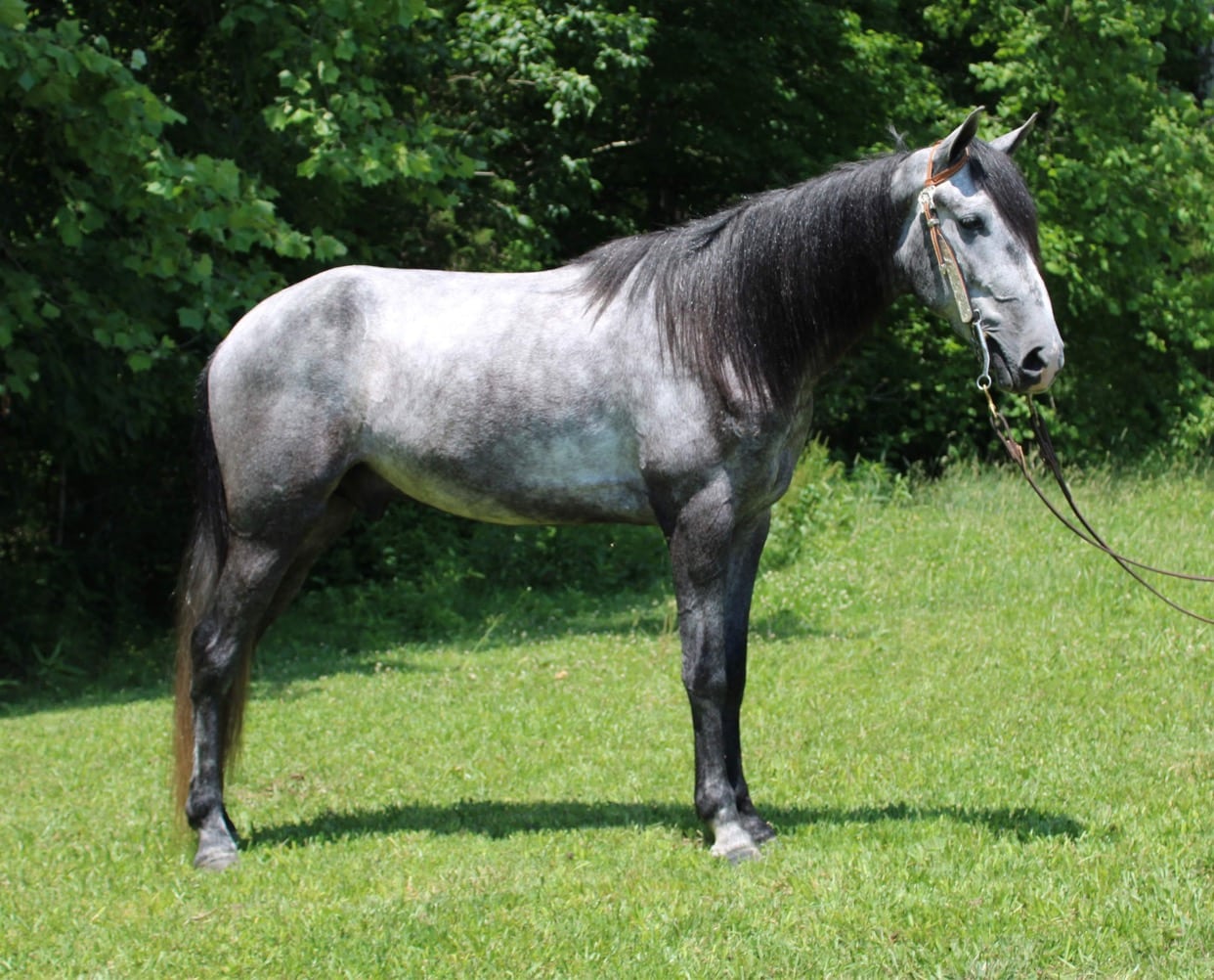 silver horses ビーニー Silver Majesty | Second Stride Inc.