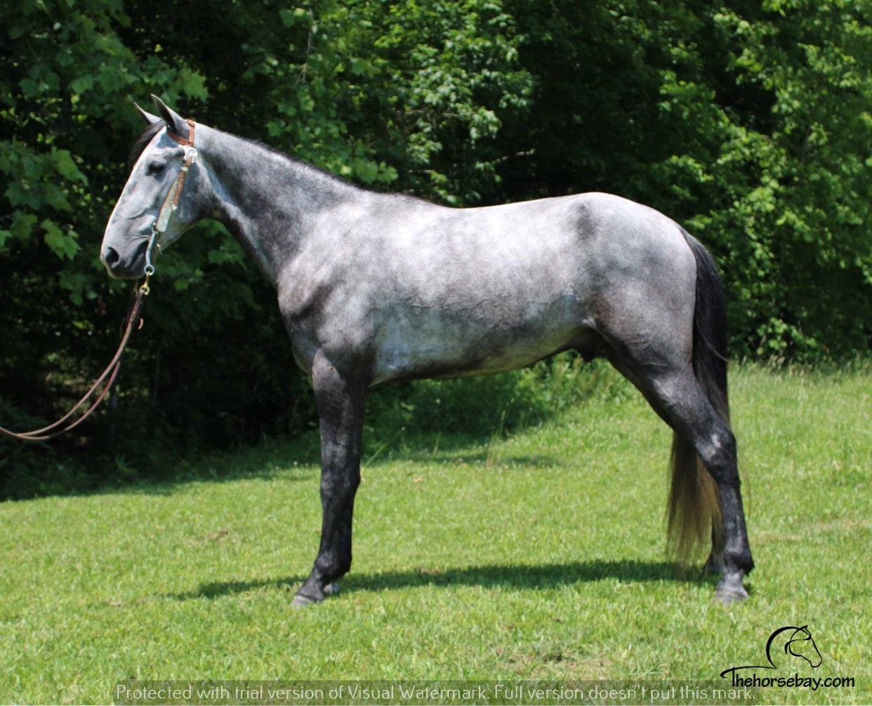 Gen's Designed In Silver | Thehorsebay.com