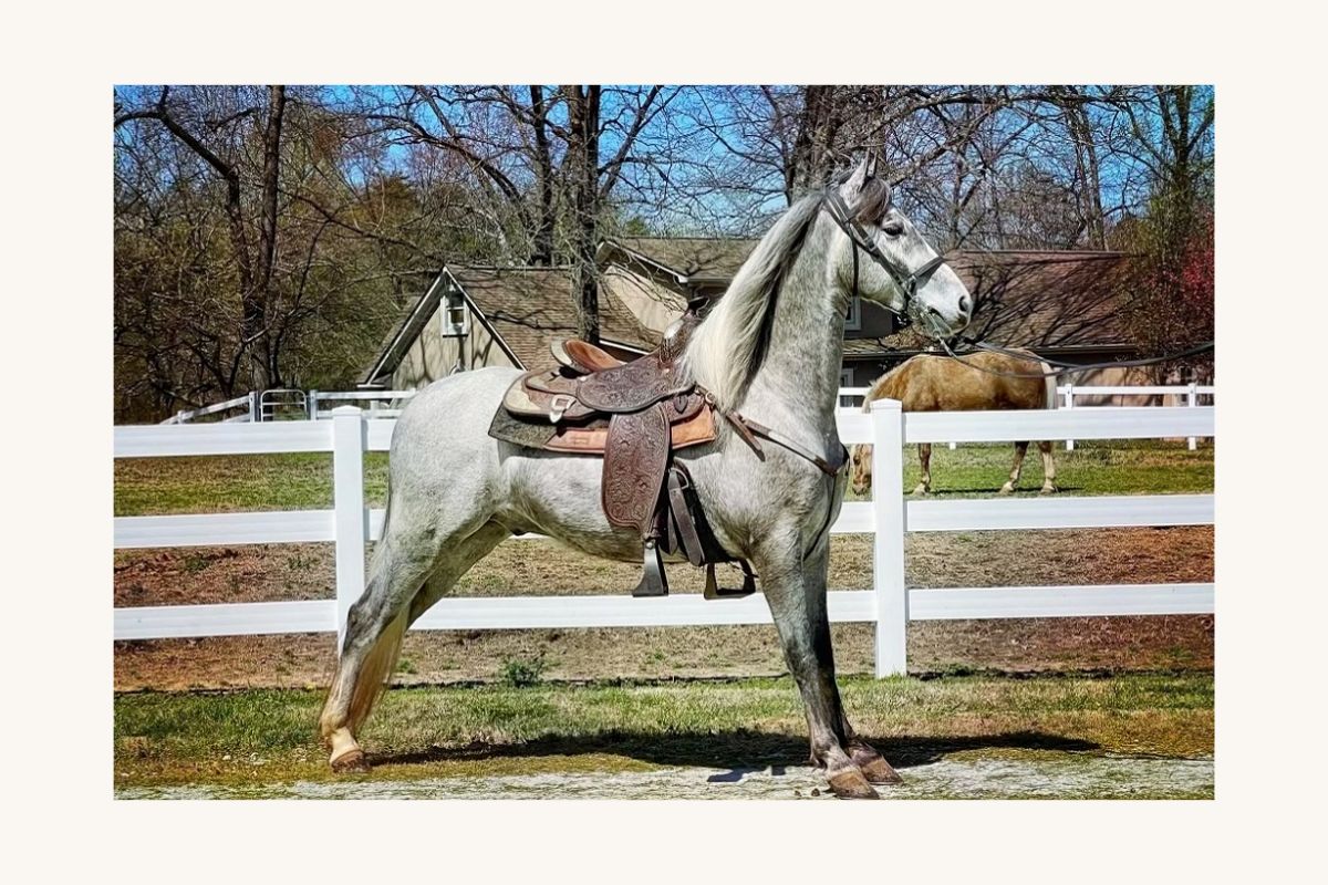 Horses for Sale in Tennessee