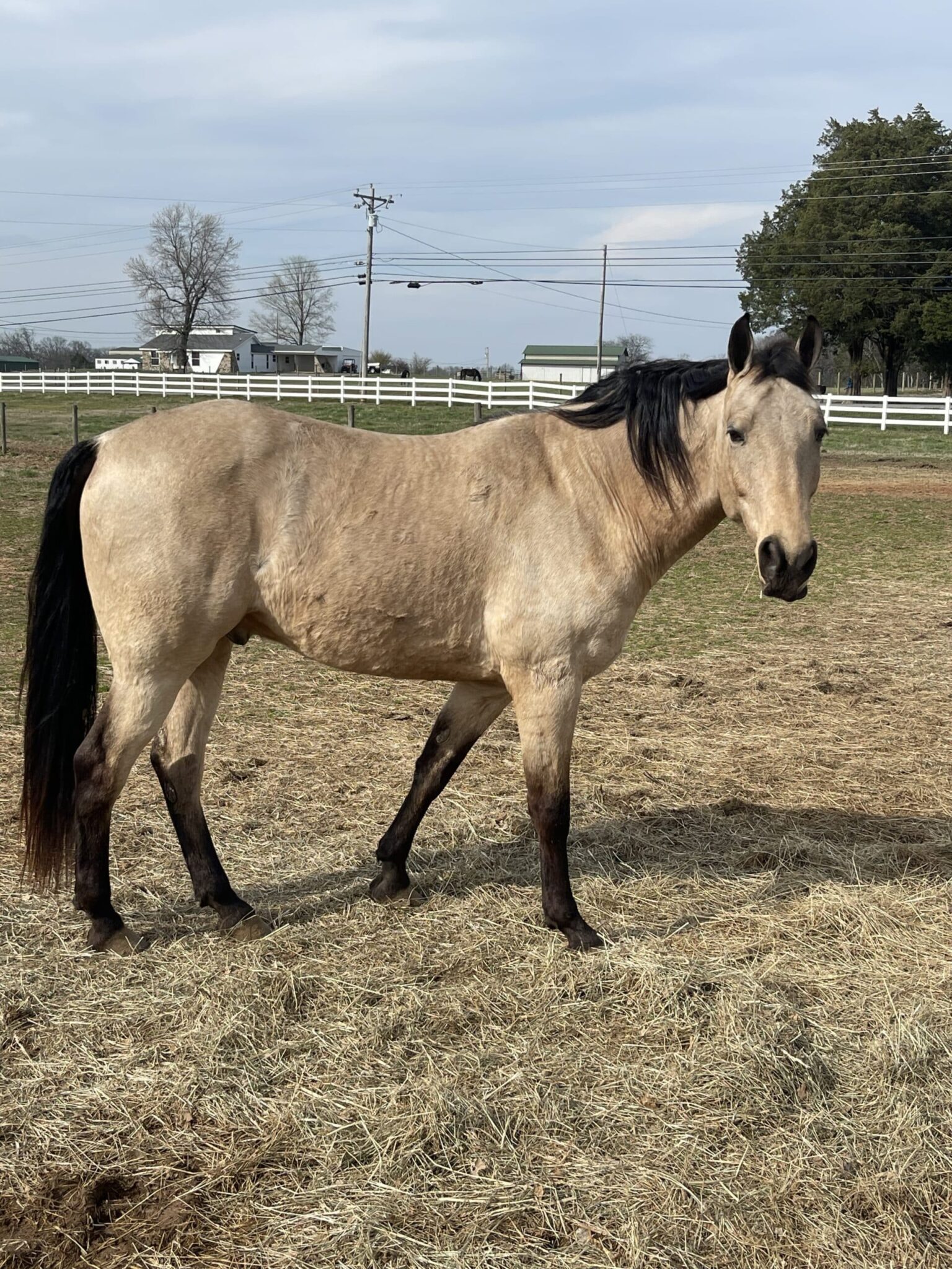 Hold Its Gunsmokin Gold (Hank)