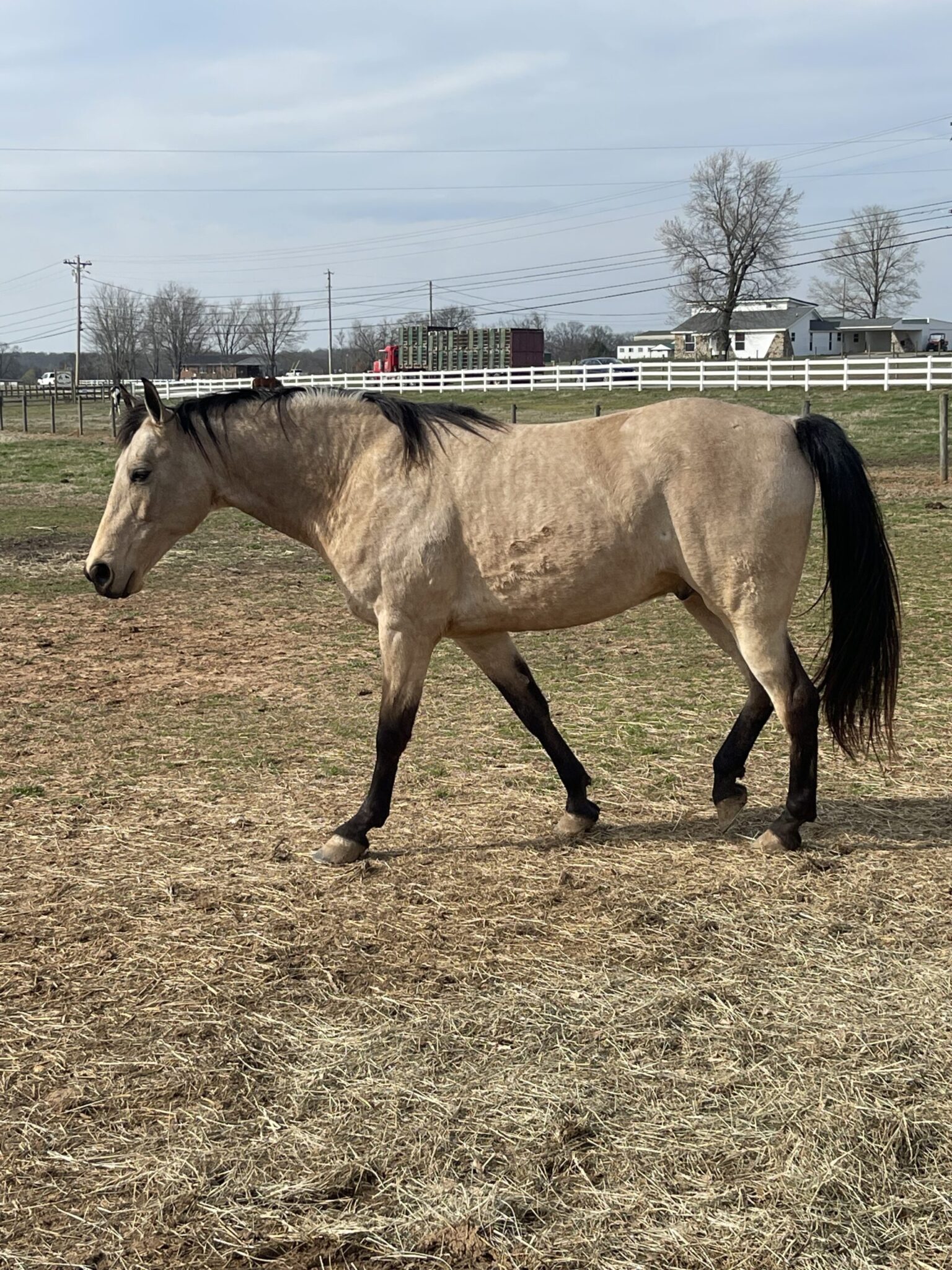 Hold Its Gunsmokin Gold (Hank)