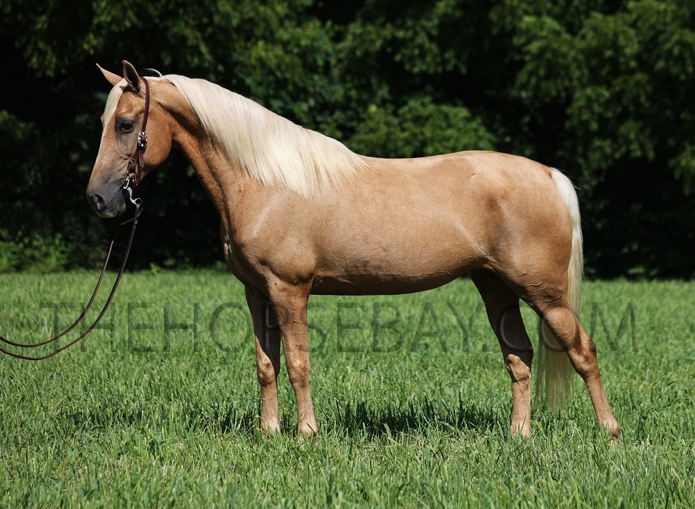 Goldy Locks | Thehorsebay.com