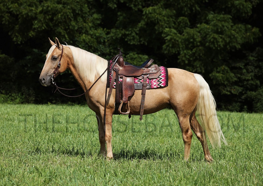 Goldy Locks | Thehorsebay.com