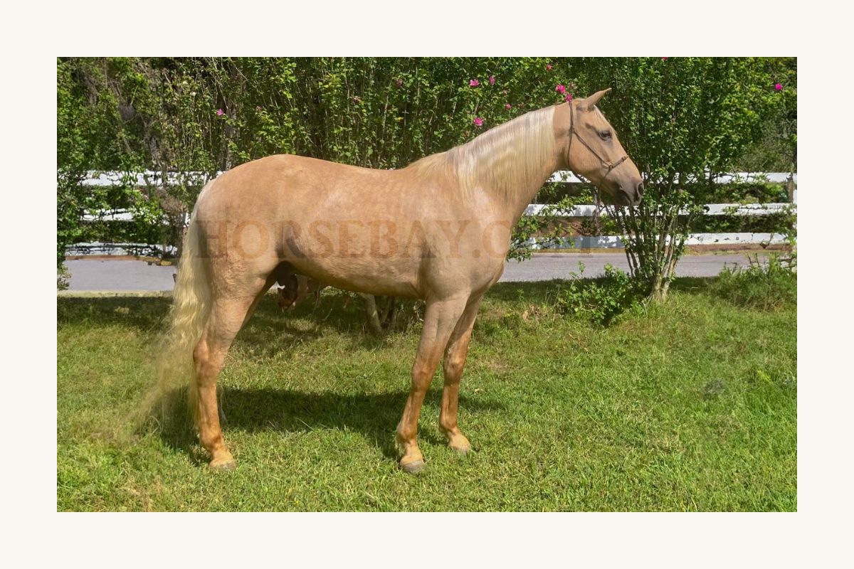 Light golden horse standing outdoors in a grassy pasture by a fence.