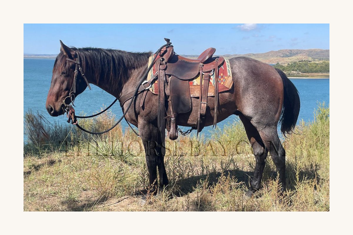 Graggs Firecracker "Little Gentleman"