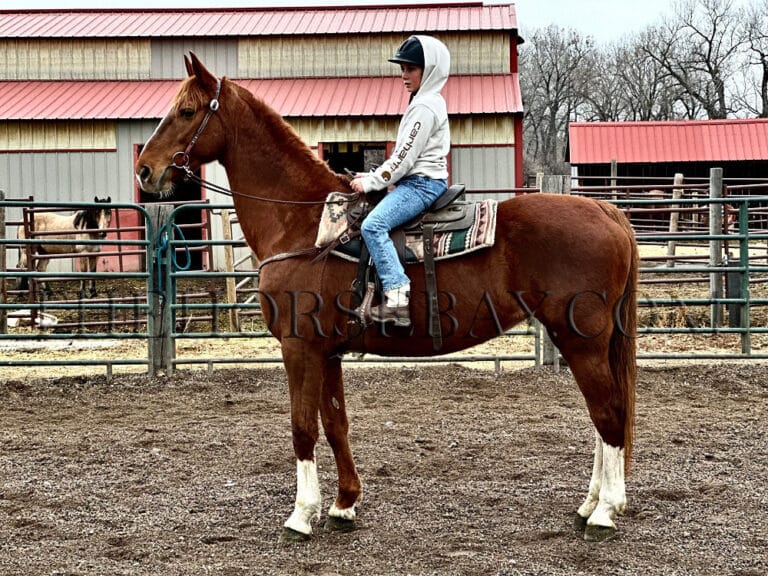 Supercalifragilistic Dutch Harness Horse