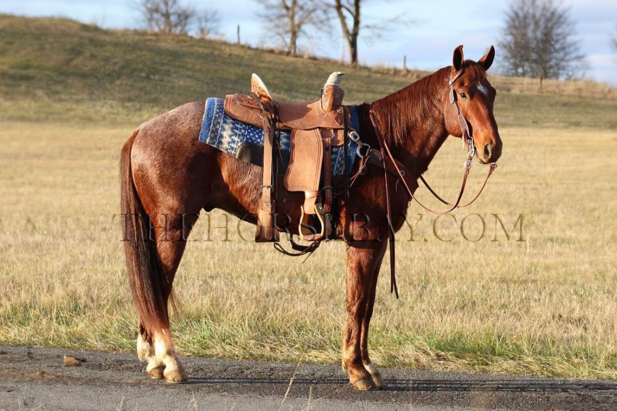 BACK ROWDY BLUE HEIR “Rowdy”