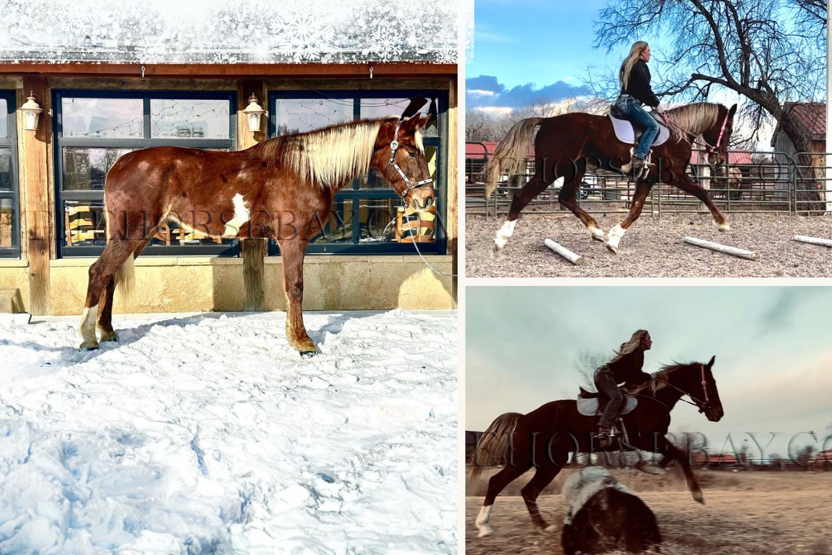 Find your perfect horses for sale(00)