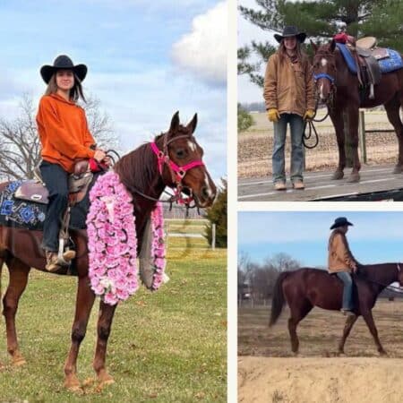 Hollywood's Twin Peaks "Freya" | Thehorsebay.com