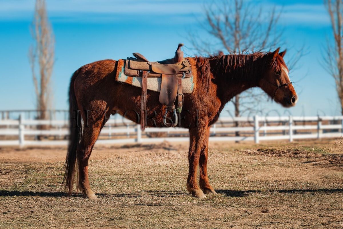 Colorado Horses For Sale