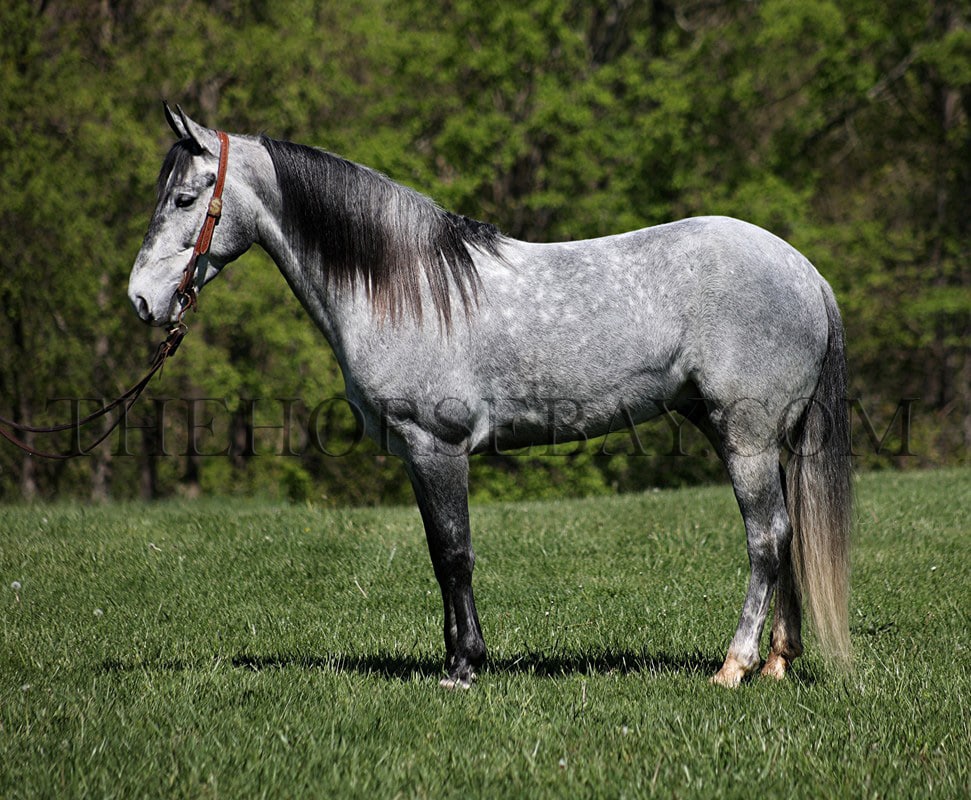 Ritz Silver Design | Thehorsebay.com