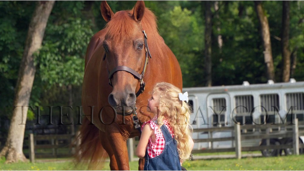 Ruby Red | Missouri Foxtrotter Mare | Thehorsebay.com