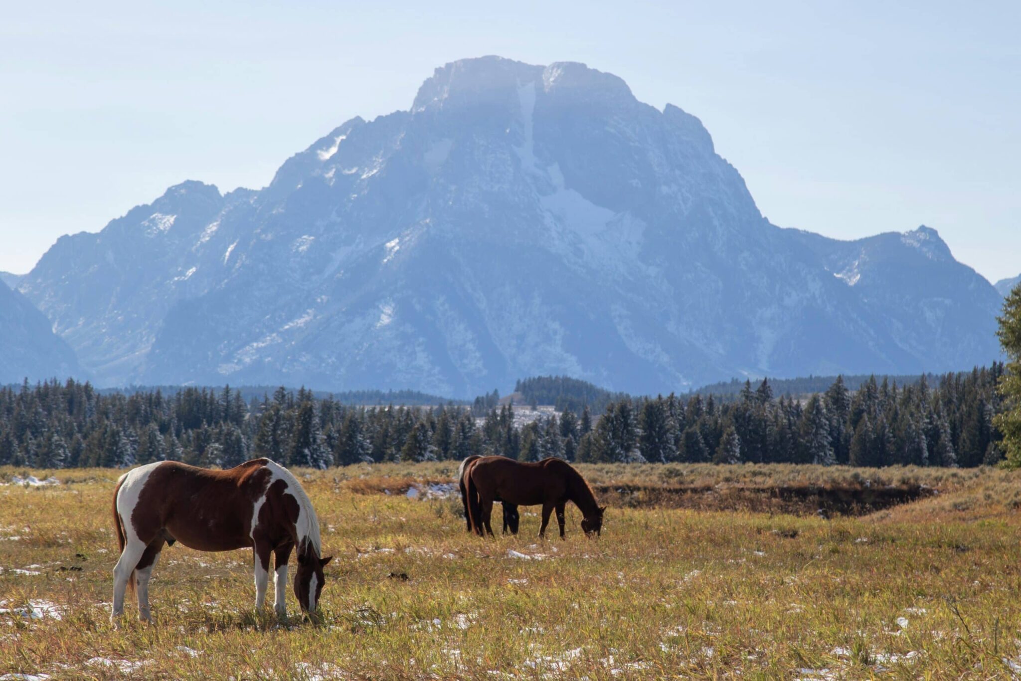 Two horses graze in a field with the Grand Teton mountains in the background.