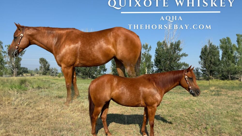 QUIXOTE WHISKEY "Beretta"