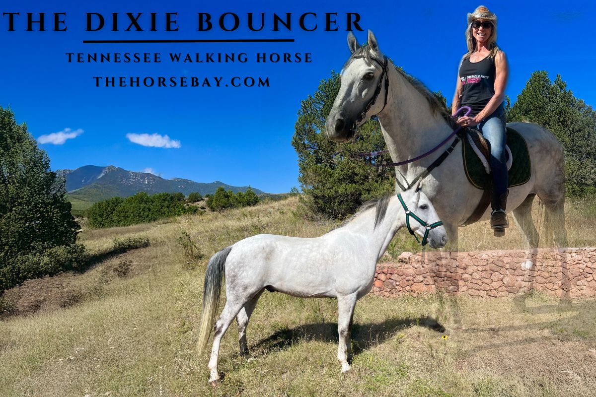 The Dixie Bouncer "Bouncer"