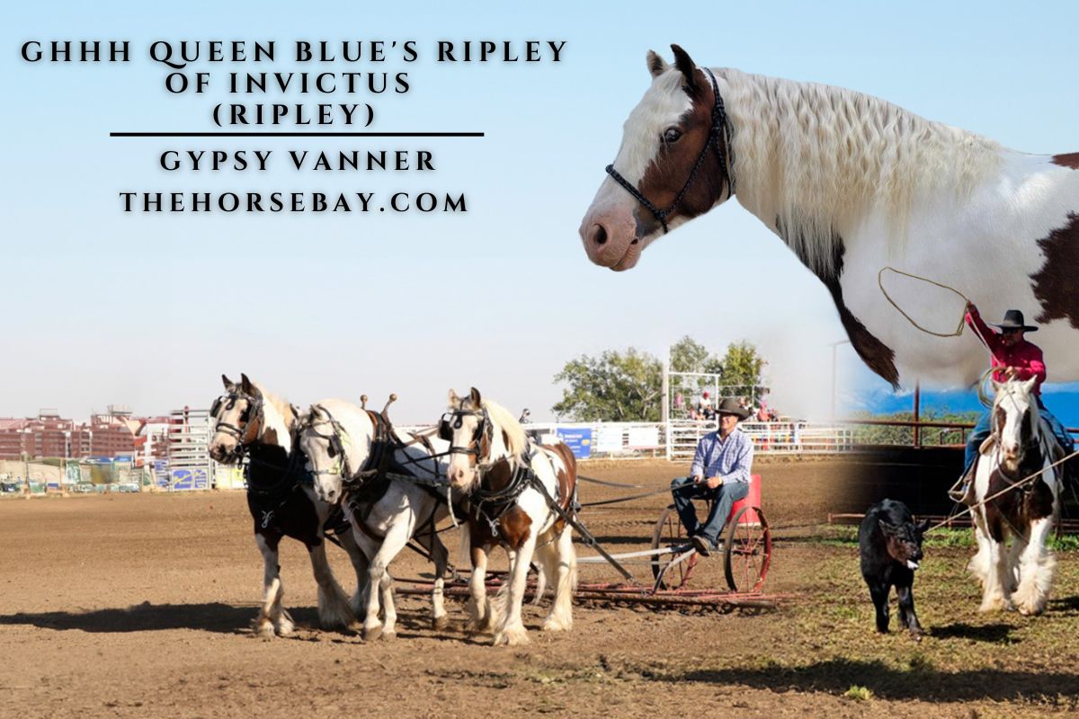 GHHH Queen Blue's Ripley of Invictus (Ripley)