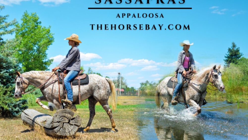 Sassafras