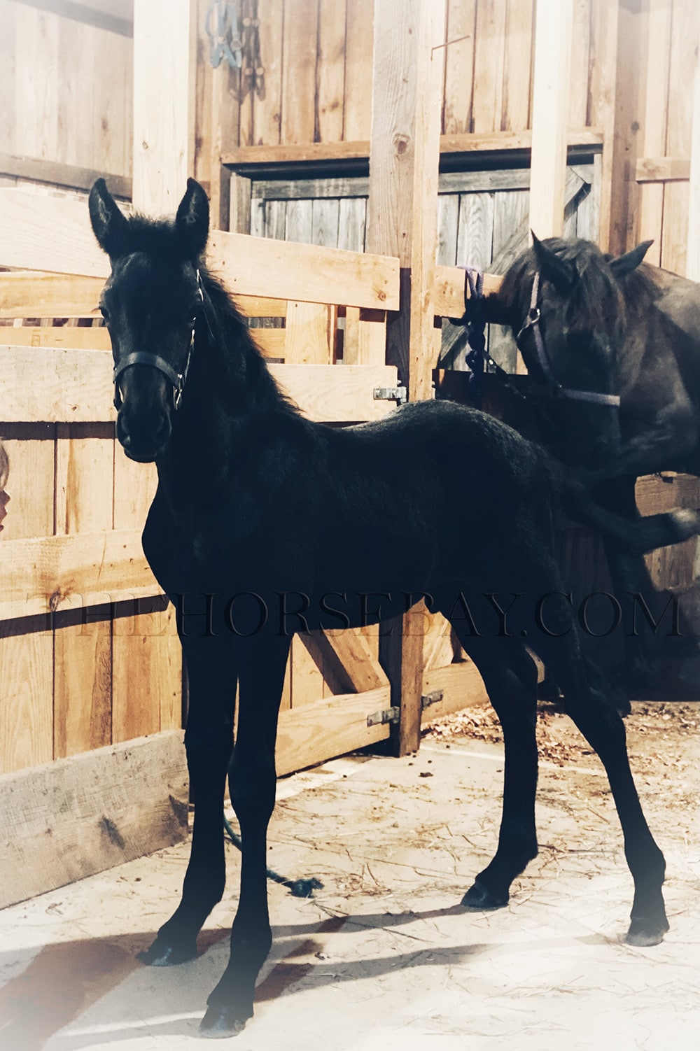 Midnight | Thehorsebay.com