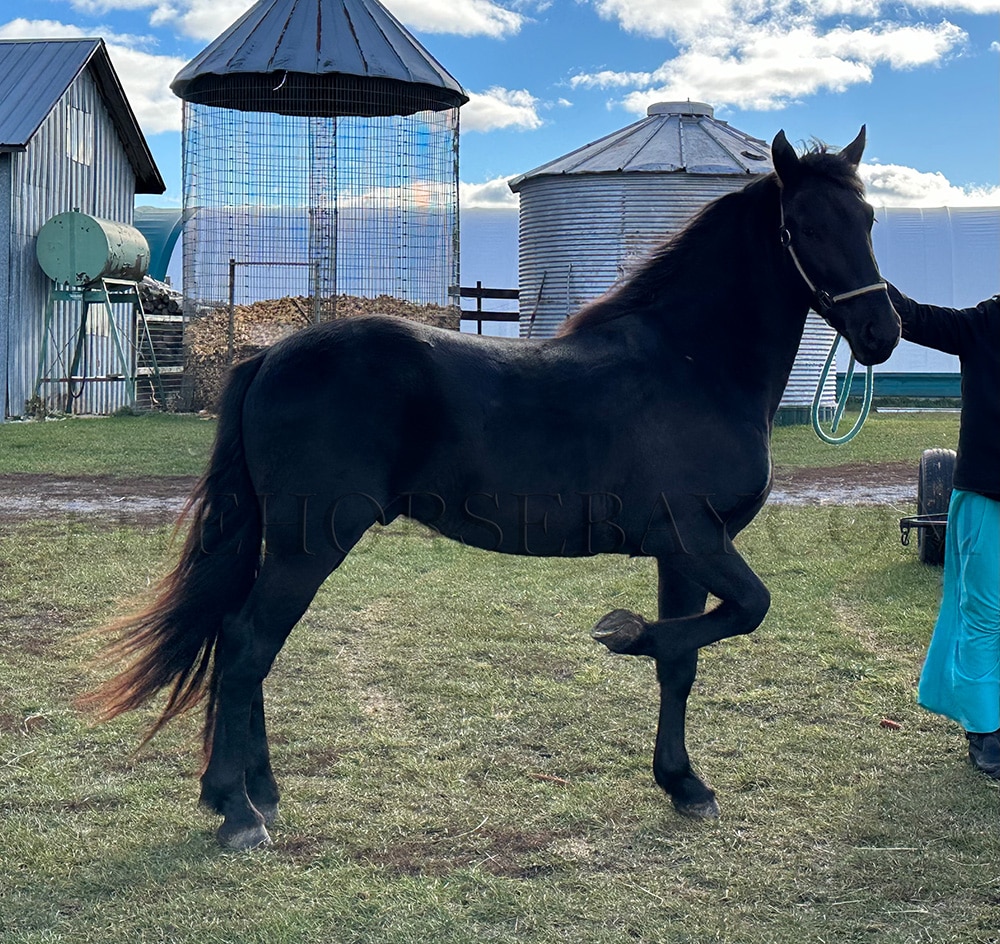 Midnight | Thehorsebay.com