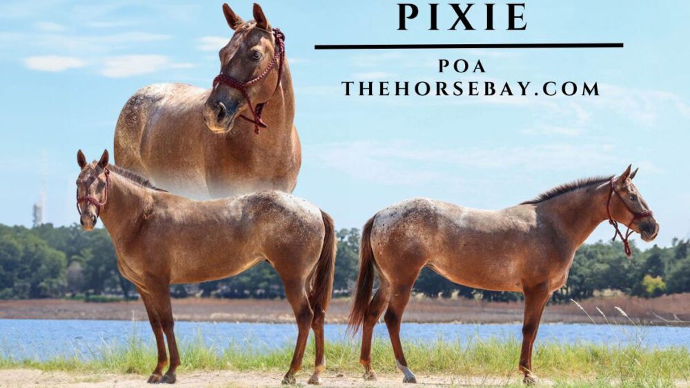 Pixie