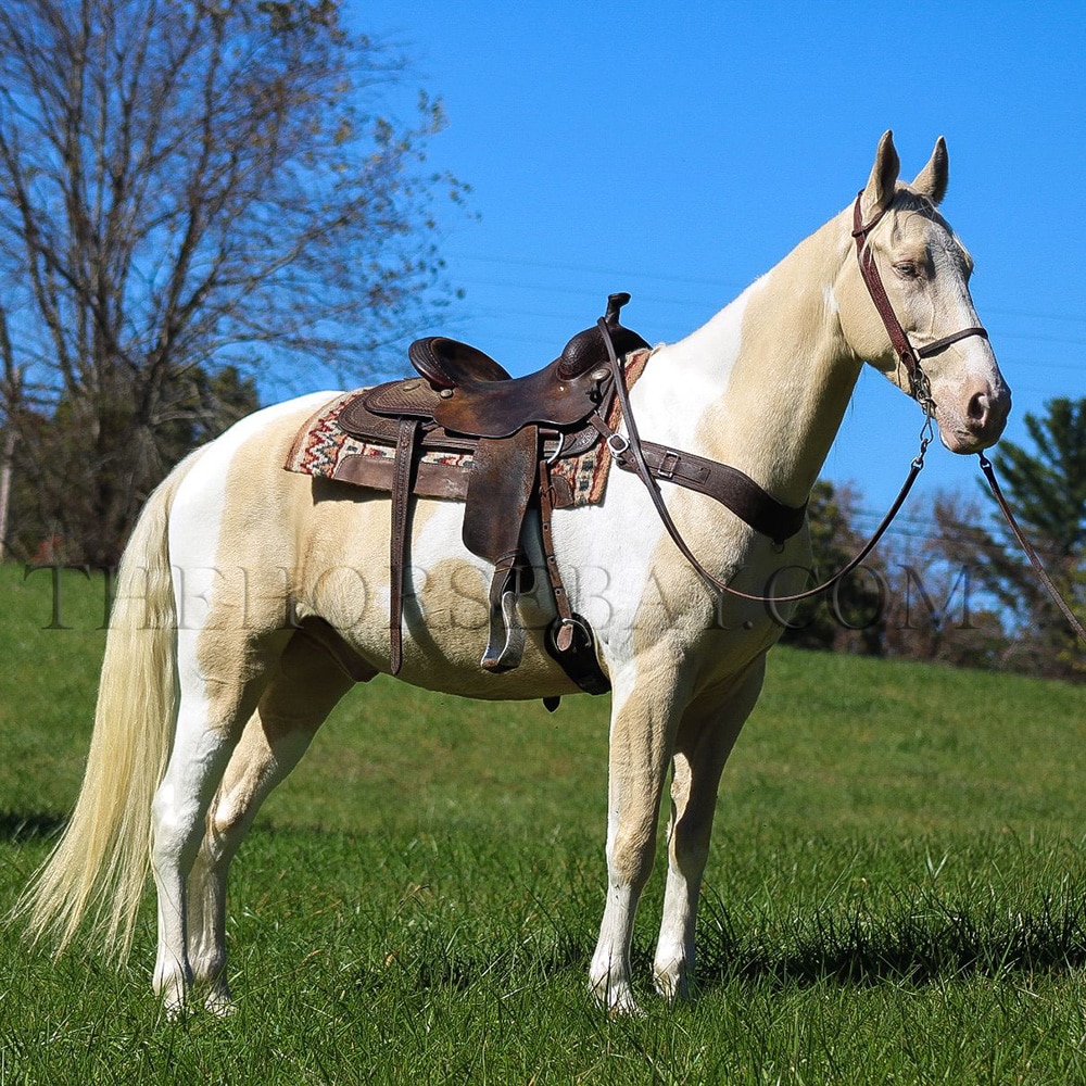 Cheetah | Tennessee Walking Horse Gelding | Thehorsebay.com