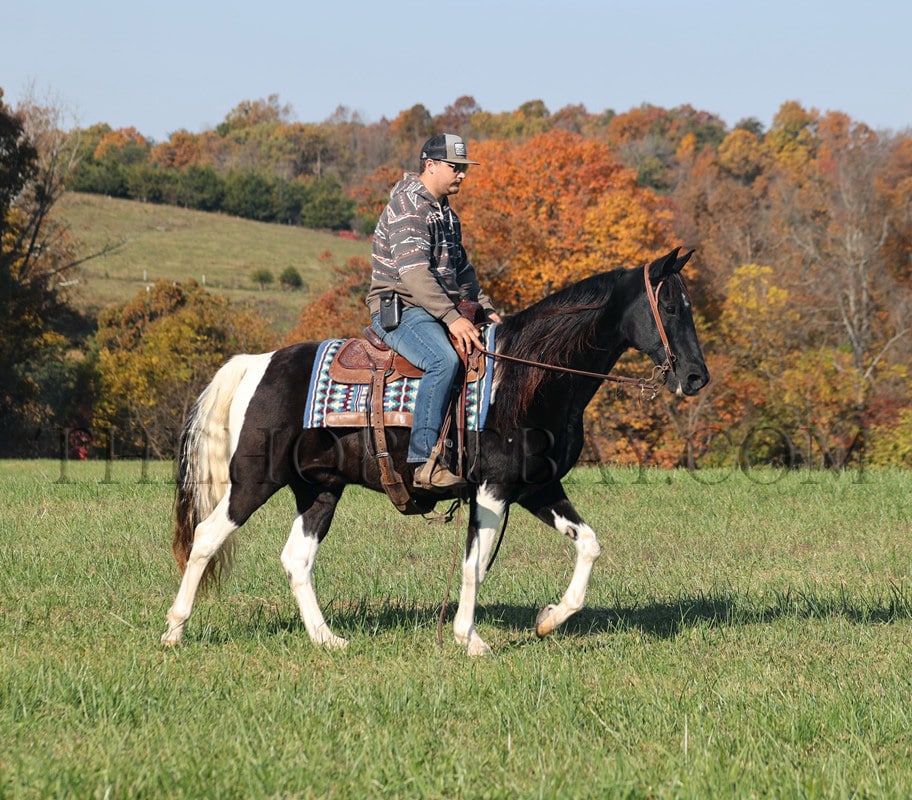 Jerry | Trail Horse | Thehorsebay.com