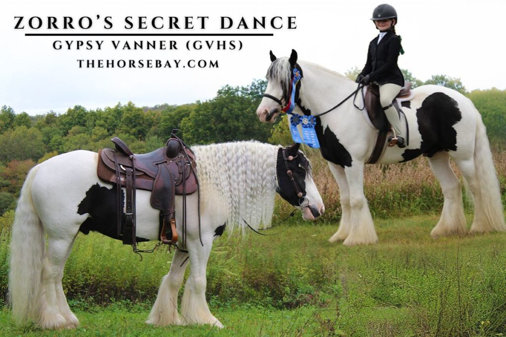 Black and white Gypsy Vanner Zorro's Secret Dance standing and being ridden by a girl.