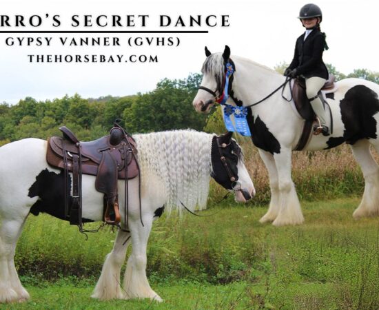 Black and white Gypsy Vanner Zorro's Secret Dance standing and being ridden by a girl.