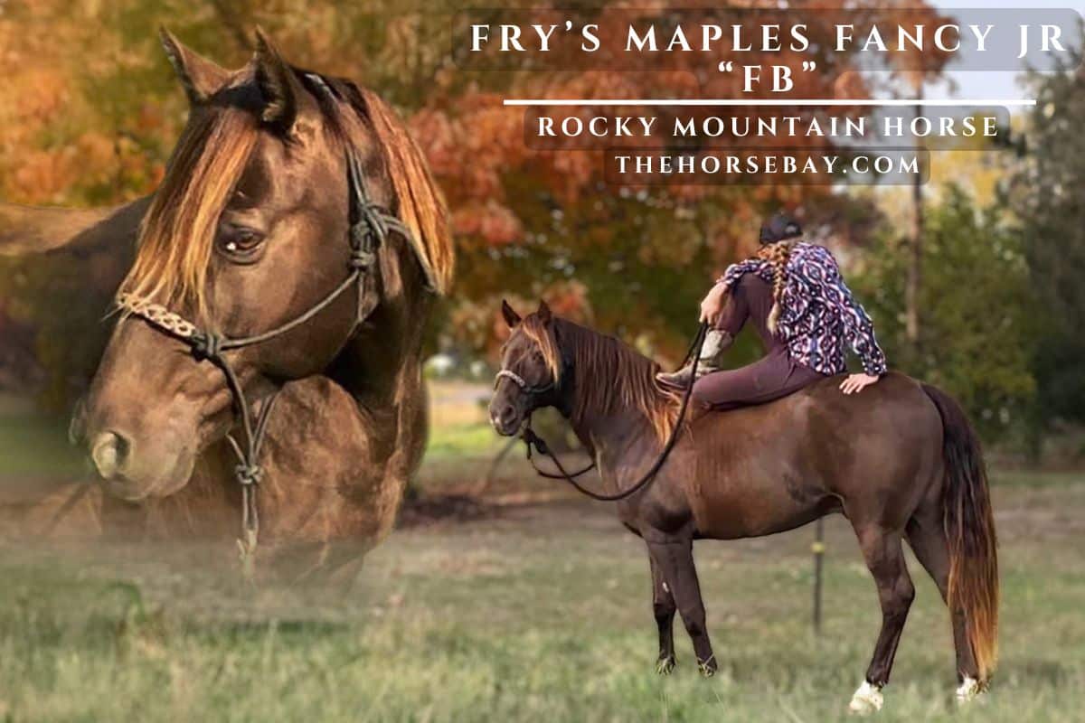 Fry's Maples Fancy JR "FB"