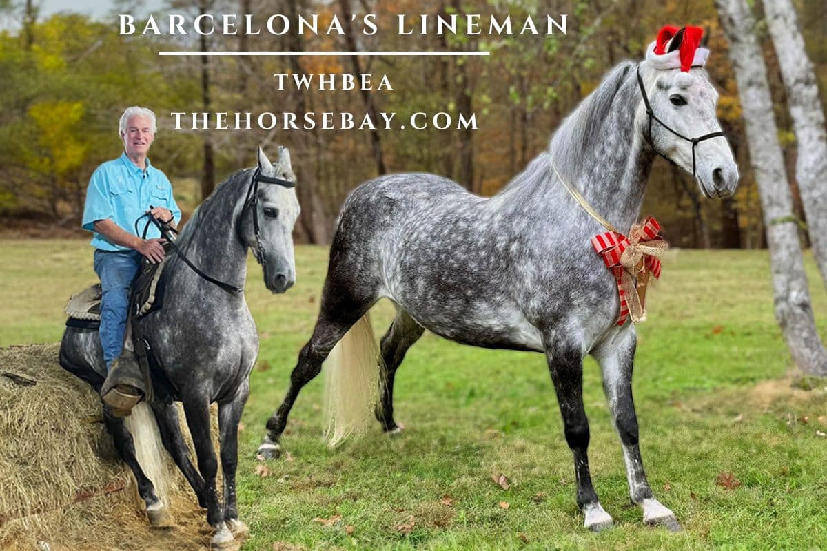 TWHBEA horse Barcelona's Lineman standing outdoors
