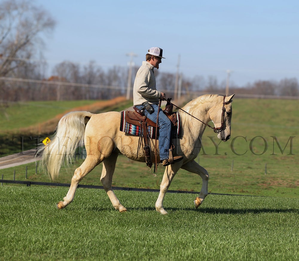 Hillbilly Deluxe | Thehorsebay.com