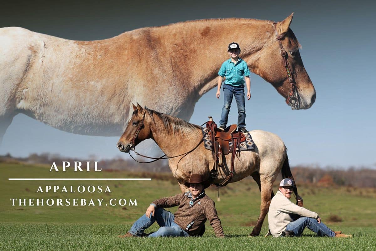 Appaloosa Horses For Sale | Thehorsebay.com