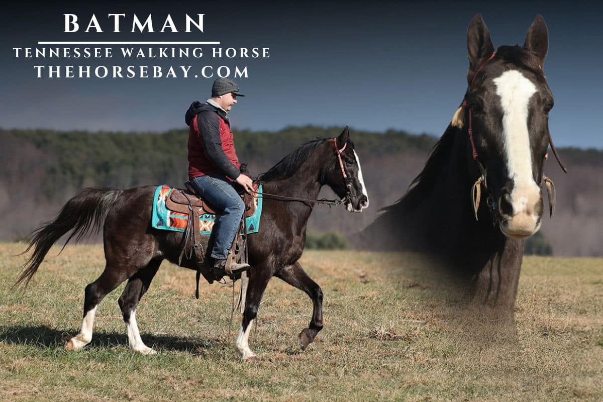 t*t様 house on the hill パンツ Brown Horse t*t様 house on the hill パンツ Brown Horse t*t様 house on the hill