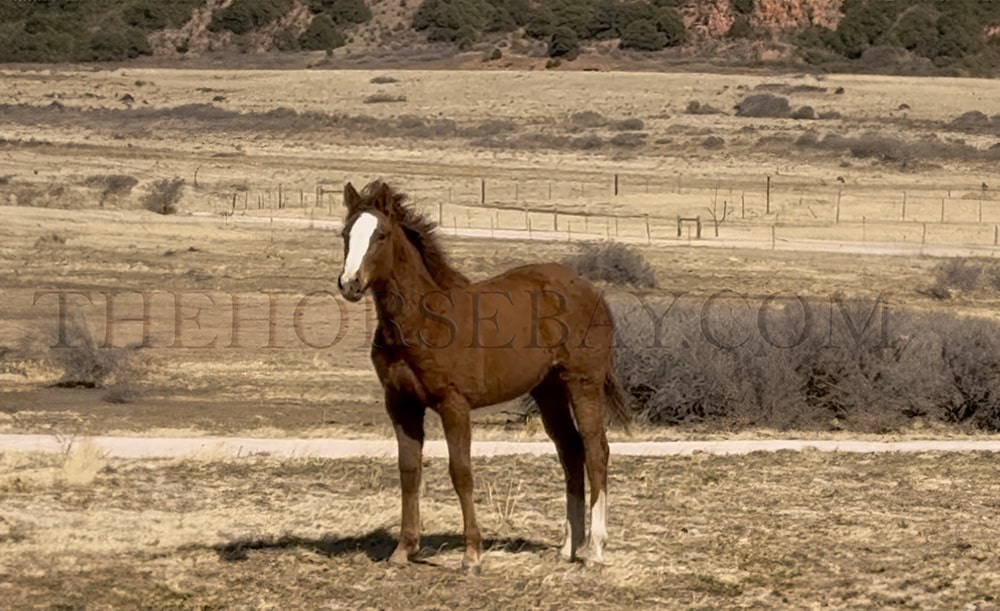 CfourFamous Cartie "Cocoa"