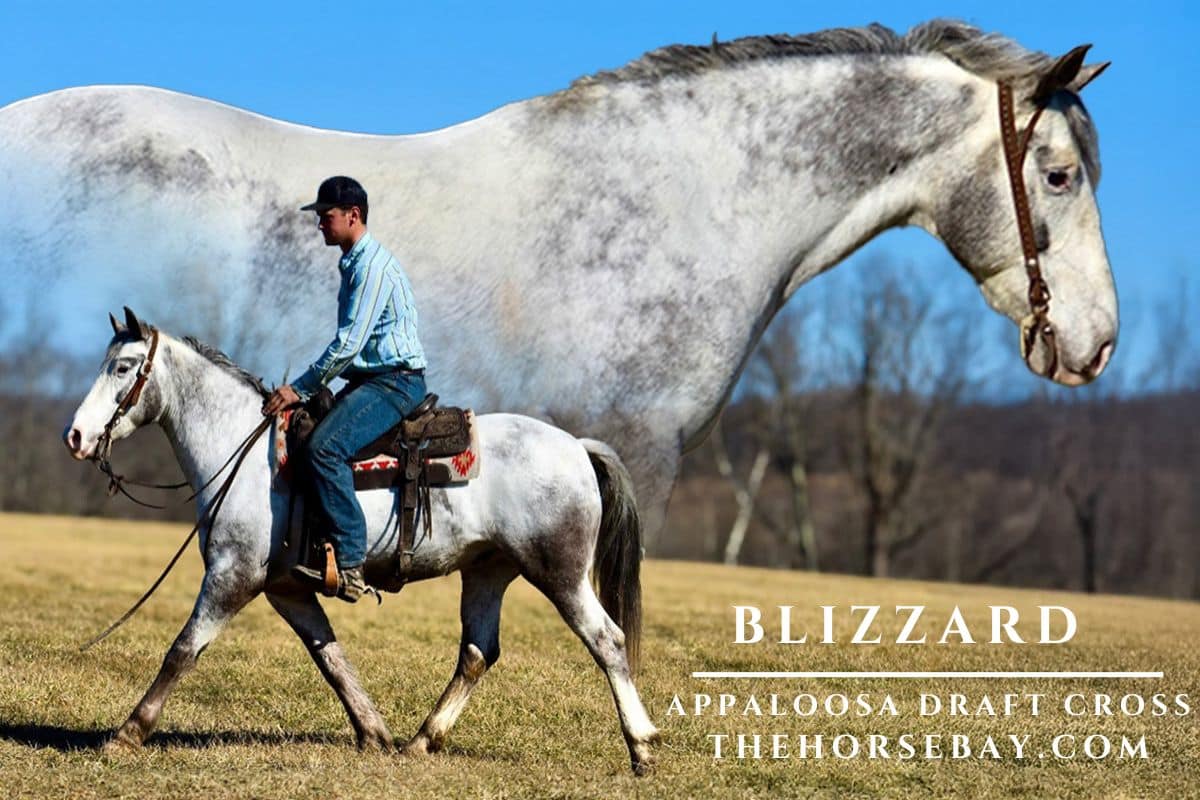 Blizzard