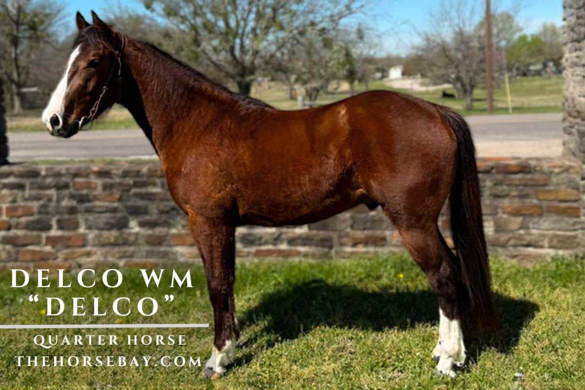 Delco WM "Delco"