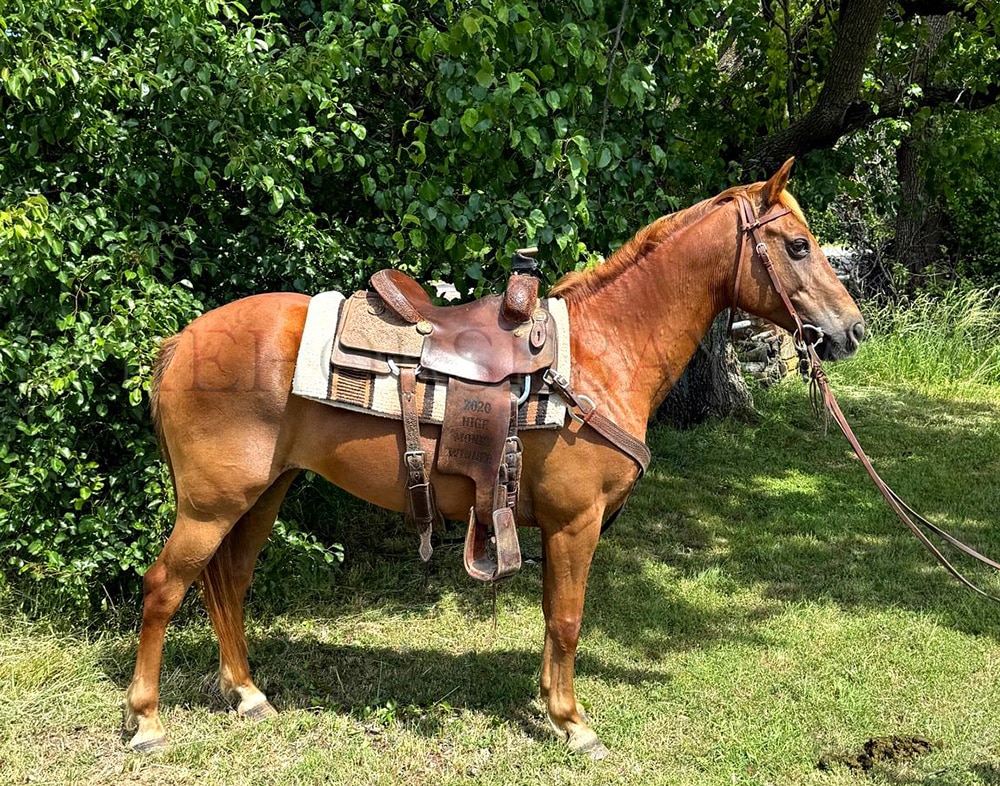 Mia | Thehorsebay.com