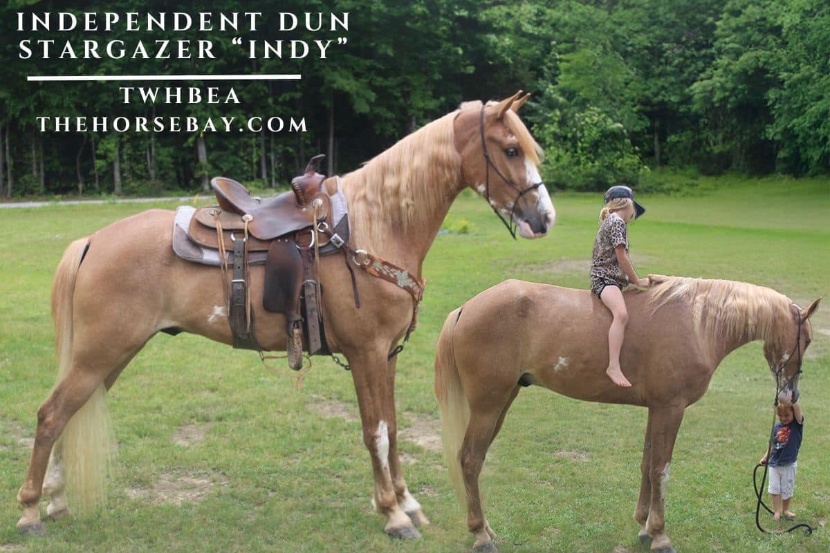 Independent Dun Stargazer "Indy"