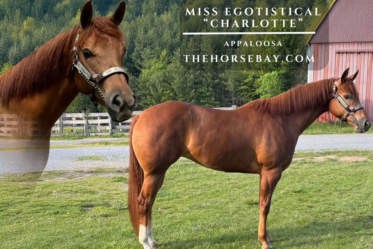 Miss Egotistical "Charlotte"