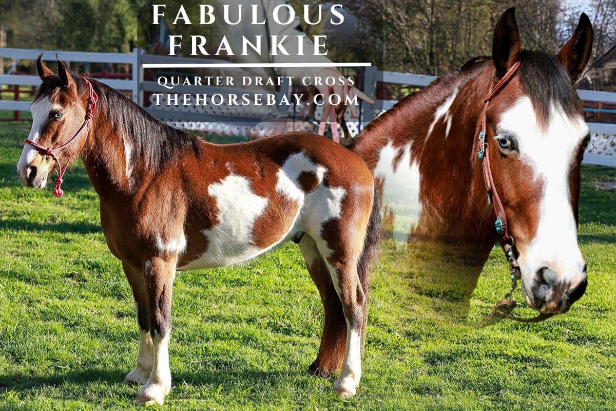 Fabulous Frankie - Quarter Draft X