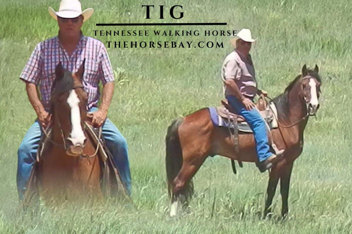 Gaited trail horse