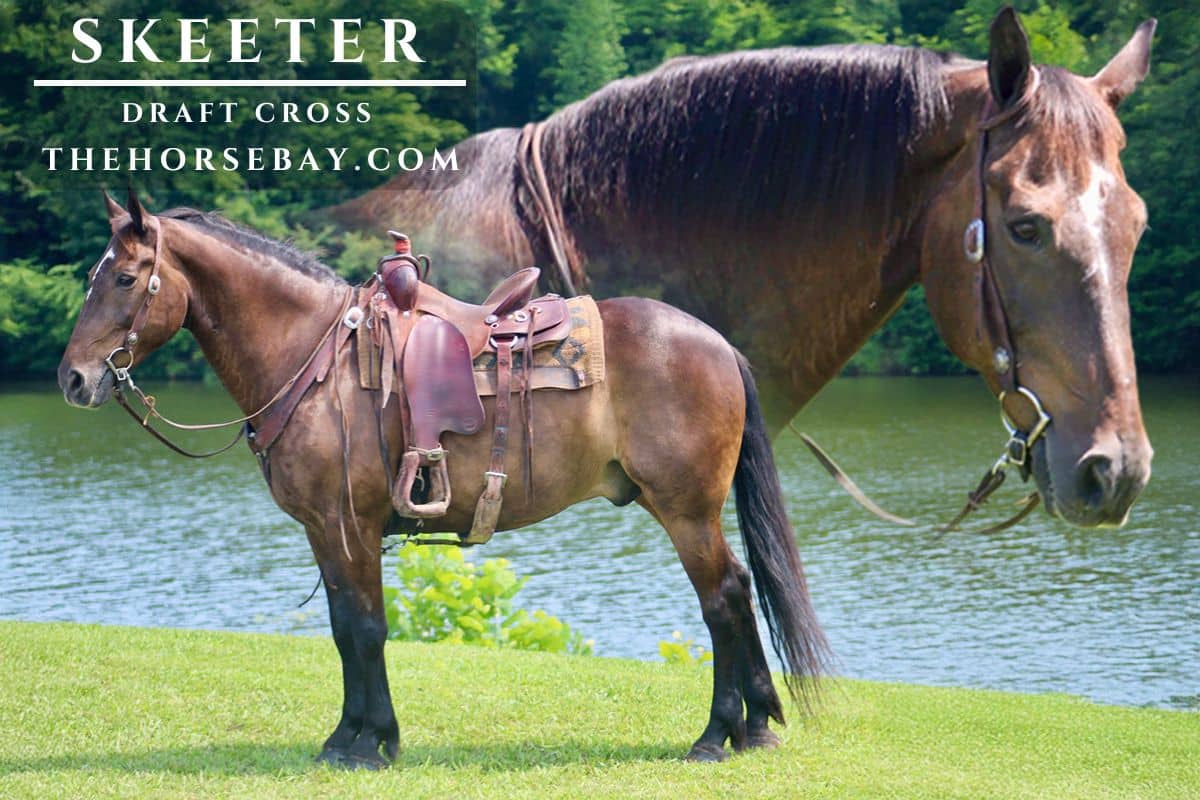 Skeeter