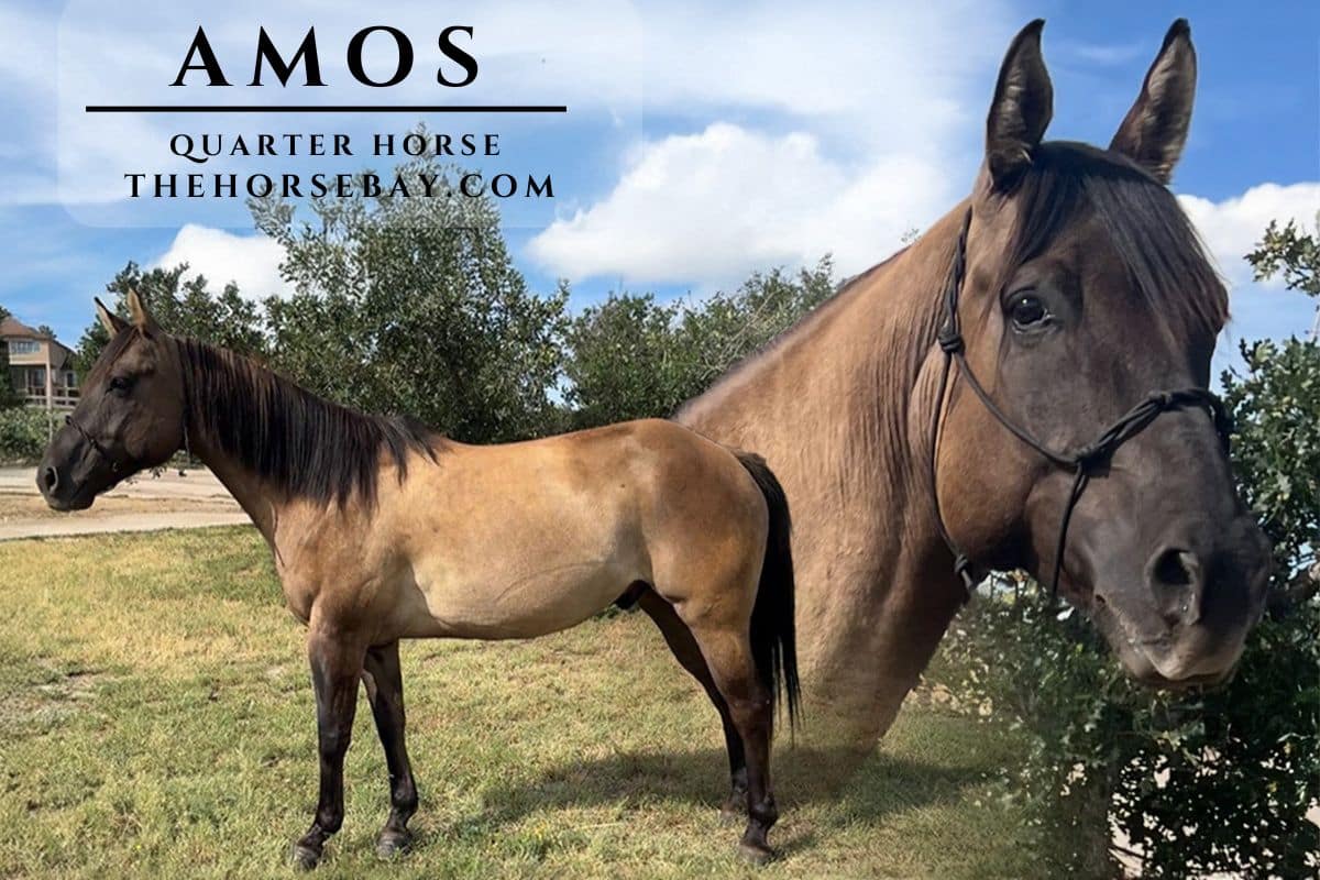 Amos
