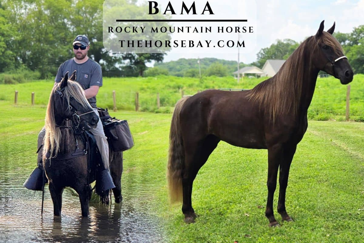 Bama