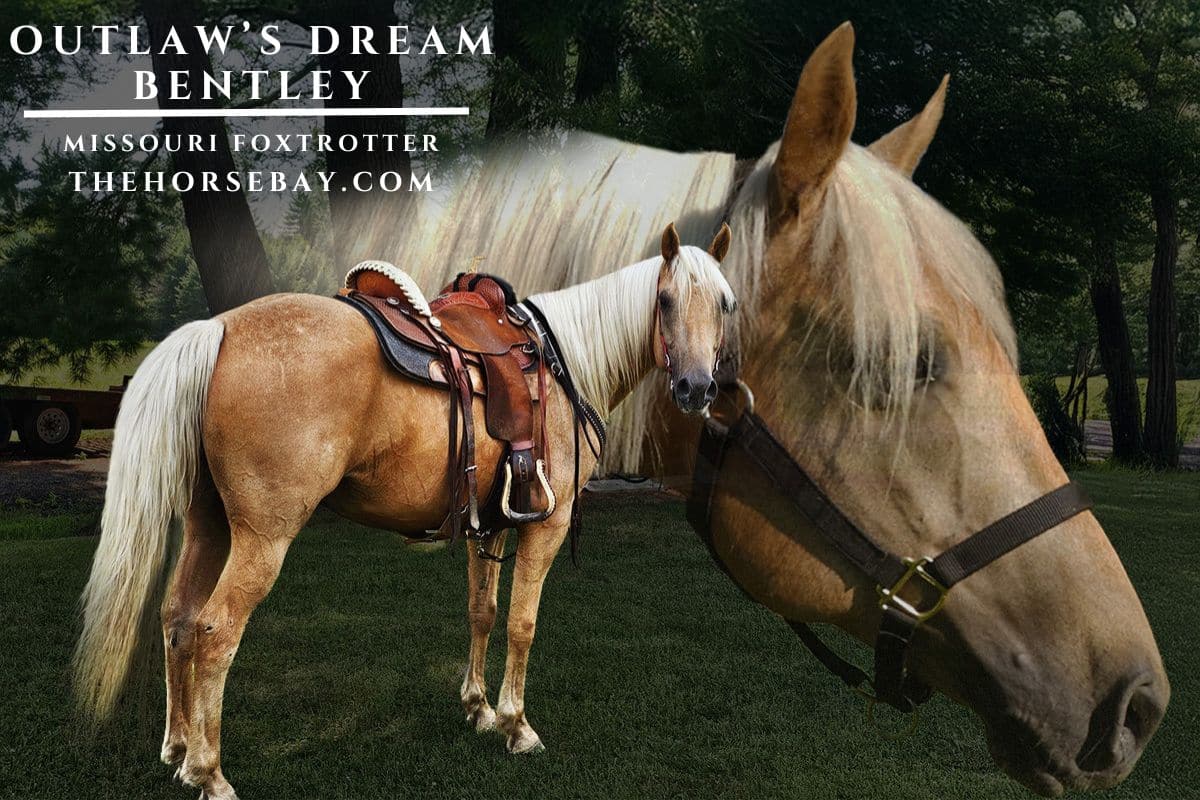 Outlaw’s Dream Bentley