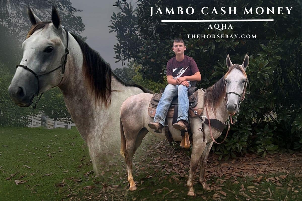 Jambo Cash Money